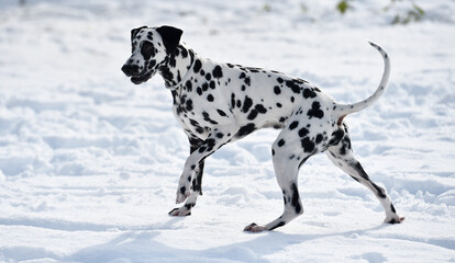 dalmatian dog in the snow