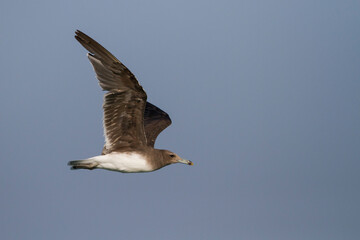 Hemprichs Meeuw, Sooty Gull, Ichthyaetus hemprichii