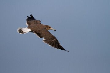 Hemprichs Meeuw, Sooty Gull, Ichthyaetus hemprichii