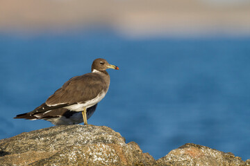 Hemprichs Meeuw, Sooty Gull, Ichthyaetus hemprichii