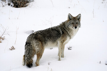 Yellowstone National Park - Coyote