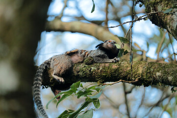 Marmoset