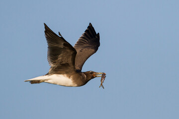 Obraz premium Hemprichs Meeuw, Sooty Gull, Ichthyaetus hemprichii