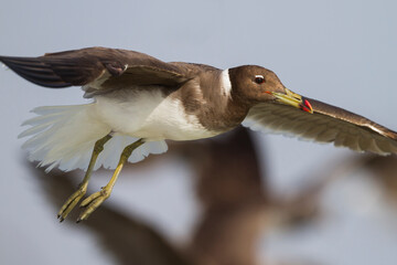 Hemprichs Meeuw, Sooty Gull, Ichthyaetus hemprichii