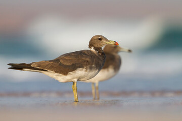 Hemprichs Meeuw, Sooty Gull, Ichthyaetus hemprichii