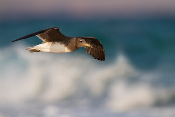 Hemprichs Meeuw, Sooty Gull, Ichthyaetus hemprichii