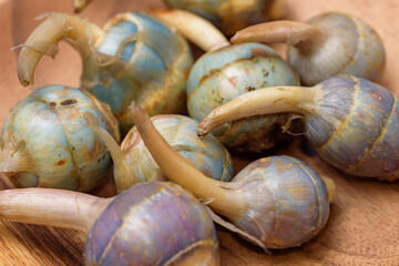 Harvested Threeleaf Arrowhead tubers (Kuwai)