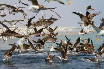 Hemprichs Meeuw, Sooty Gull, Ichthyaetus hemprichii