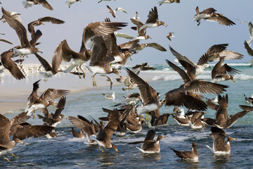 Hemprichs Meeuw, Sooty Gull, Ichthyaetus hemprichii