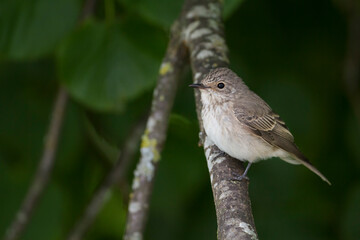 Grauwe Vliegenvanger, Spotted Flycatcher, Muscicapa striata striata