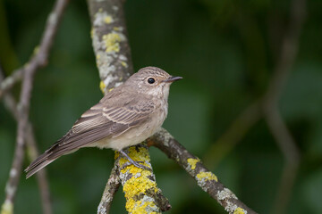 Grauwe Vliegenvanger, Spotted Flycatcher, Muscicapa striata striata