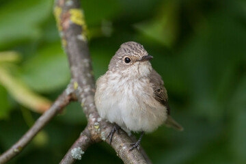 Grauwe Vliegenvanger, Spotted Flycatcher, Muscicapa striata striata