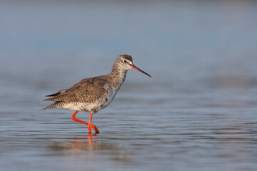 Spotted Redshank, Zwarte Ruiter, Tringa erythropus
