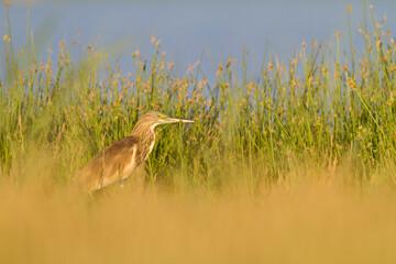 Ralreiger, Squacco Heron, Ardeola ralloides