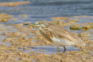 Ralreiger, Squacco Heron, Ardeola ralloides