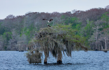 OSPREY - AGUILA PESCADORA (Pandion haliaetus) also called sea hawk, river hawk, and fish hawk, Florida, Usa, América