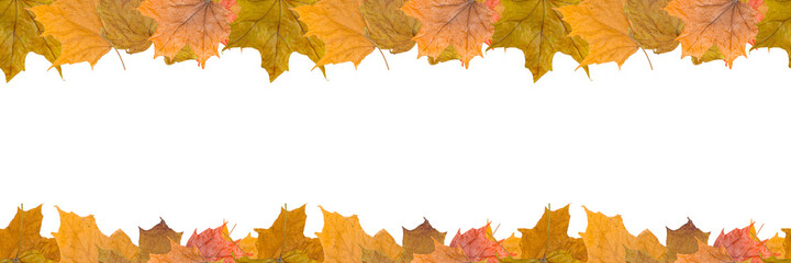 Naklejka na ściany i meble Seamless pattern, autumn maple leaves isolated on white background. Panoramic image with blank space for your text.