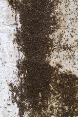 Stalk-eyed Fly, Chaetodiopsis meigenii