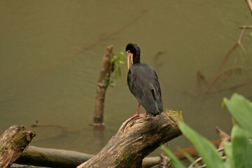 red billed stork