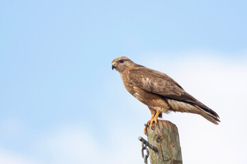 Steppe Buzzard, Steppebuizerd, Buteo buteo vulpinus
