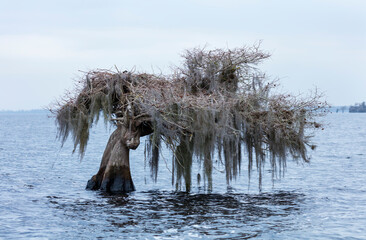 OSPREY - AGUILA PESCADORA (Pandion haliaetus) also called sea hawk, river hawk, and fish hawk, Florida, Usa, Am&eacute;rica