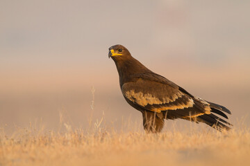 Steppe Eagle; Aquila Nipalensis