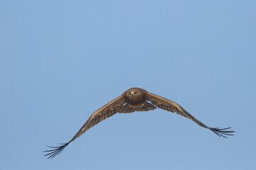 Steppe Eagle; Aquila Nipalensis
