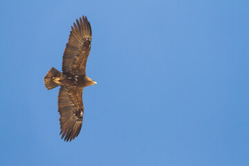 Steppe Eagle; Aquila Nipalensis