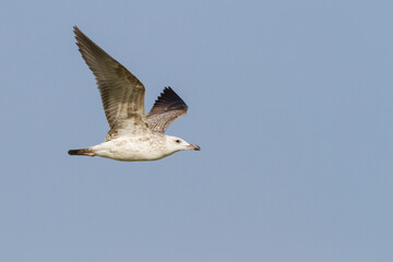 Steppemeeuw, Steppe Gull, Larus barabensis
