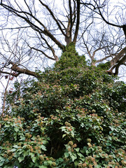 Winter tree with leaves.