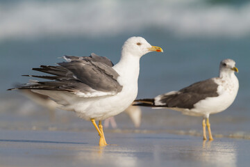 Steppemeeuw, Steppe Gull, Larus barabensis