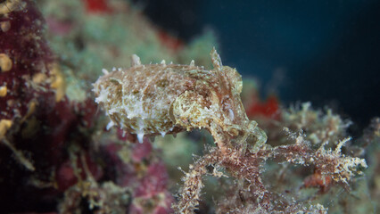 Juvenile cuttfle fish hunting on coral reef - Sepia papuensis