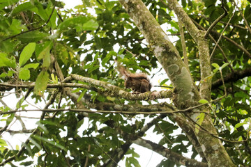 squirrel on a tree