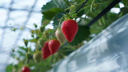 おいしそうな苺の写真