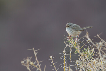 Streaked Scrub-warbler, Scotocerca inquieta saharae