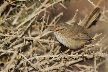 Streaked Scrub-warbler, Scotocerca inquieta saharae
