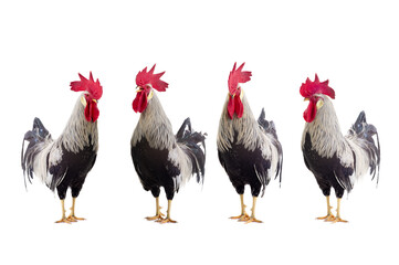  gray roosters isolated on white background