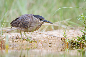 Mangrovereiger, Striated Heron, Butorides striata brevipes