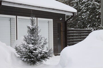 snow covered house with spruce