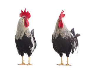  gray roosters isolated on white background