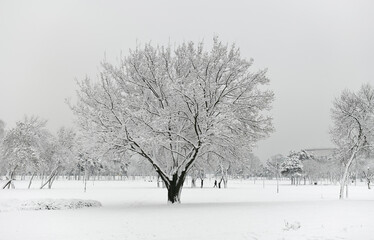 Fototapeta premium Beautiful snowy winter landscape
