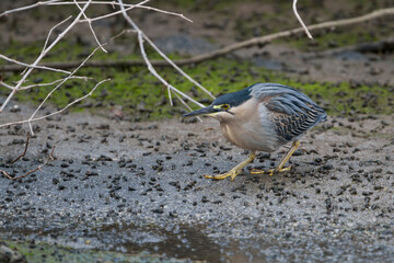 Mangrovereiger, Striated Heron, Butorides striata brevipes