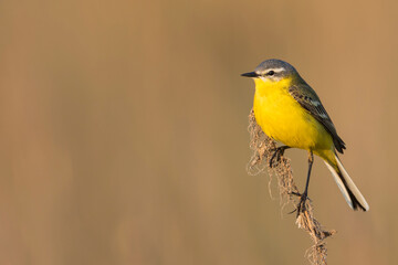 Sykes's Gele Kwikstaart, Sykes's Yellow Wagtail, Motacilla flava beema