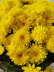 Obraz premium yellow flowers in automn