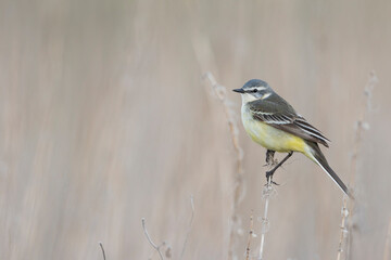 Sykes's Gele Kwikstaart, Sykes's Yellow Wagtail, Motacilla flava beema