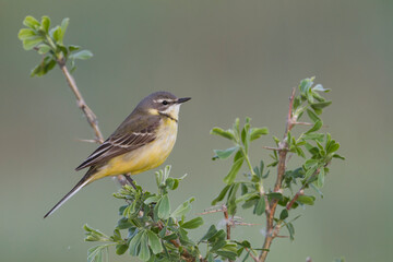 Sykes Wagtail, Motacilla flava beema