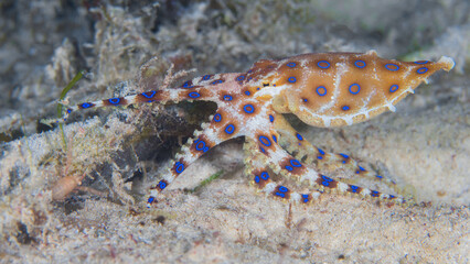 Blue ring octopus swimming and showing off in different positions - Hapalochlaena