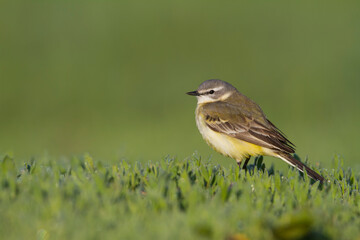 Sykes Wagtail, Motacilla flava beema