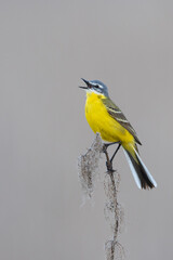 Sykes's Gele Kwikstaart, Sykes's Yellow Wagtail, Motacilla flava beema