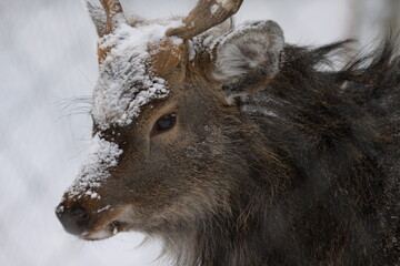 head of a snowy deer
